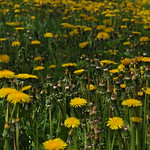 Dandelion Field