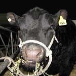 BELTED GALLOWAY CATTLE ... Bovino Galloway fajado ~ Original = (3968 x 2976)