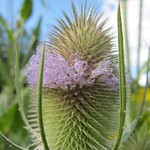 Wild teasel