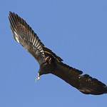 _MG_9289 Common Black Hawk