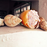 She Sells Sea Shells