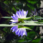WaterLily-Blue-ConservFlwrs-051110-1