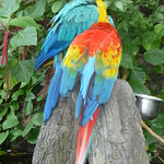 Macaws