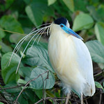 Capped Heron