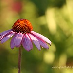 Solo Cone Flower