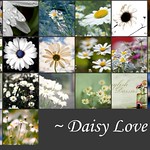 Daisy Love