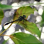 the Dragonfly and the Ant