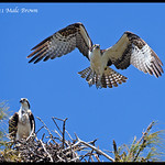 Mr and Mrs Osprey