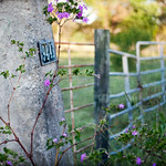 287/365: Happy Fence Friday: {Tired Old Cowboy} Edition!