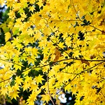 Yellow leaves