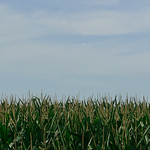 corn field
