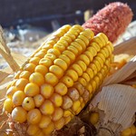Corn