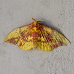 GIANT Man - Eating Moth