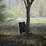 Sloth bear [Canon 1000D XS 55 250 IS]