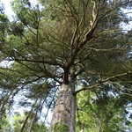 Giant Pine