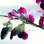 Happy Valentine's Day everyone!