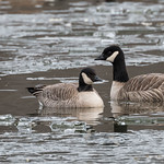Cackling Geese at Centennial