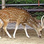 CHITAL DEER (Axis axis axis) .... Ciervo axis ............... Original = (3114 x 1845)