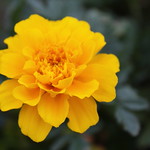 Marigold