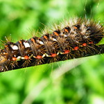 Caterpillar: Knotgrass Moth