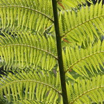 fern leaf