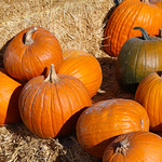 Pumpkin Display 3 of 3