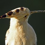Common Hoopoe