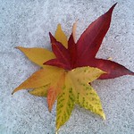 Star Enterprise! - artful autumn abscission ... Moby-CNV00021 c