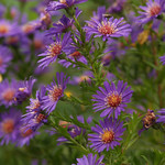 Blue Asters With Fly