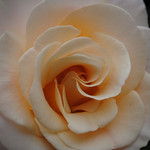 Ivory Rose