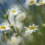 Hazy Daisies