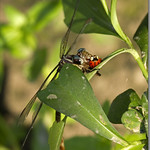 Russet-tipped Clubtail (female) - Stylurus plagiatus