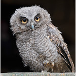 Young Owl