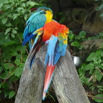 Macaws