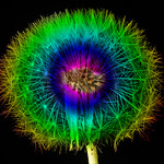 Rainbow Dandelion