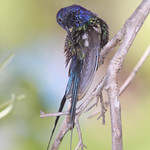 S&eacute;rie com o Beija-flor Tesoura (Eupetomena macroura) - Series with the Swallow-tailed Hummingbird - 23-01-2011 - IMG_6625