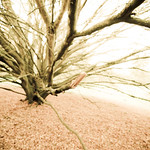 winter is knocking at the door / l'hiver sonne &agrave; la porte (explore!!)