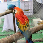 BLUE WING MACAW PARROT