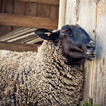 *sings* It's just another Manic Monday...woooooahooooo