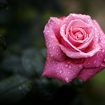 rain and roses