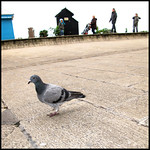 one foot in the gravy