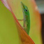 Curious Anole couldn't stand not knowing whether I was still there... or not
