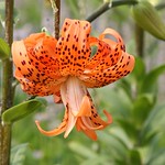 Lily - Double Tiger Lily