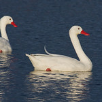 Cisnes Coscoroba
