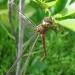 Gynacantha nervosa, Twilight Darner 5, Winter Park, 8-5-09