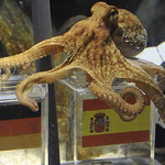 Octopus Paul (Germany Vs Spain)
