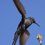 S&eacute;rie com o Beija-flor Tesoura (Eupetomena macroura) e o Ip&ecirc;-amarelo (Tabebuia [chrysotricha or ochracea]) - Series with the Swallow-tailed Hummingbird and the Ip&ecirc;, Poui, trumpet tree or Pau D'arco - 01-08-2010 - IMG_5659