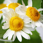 Chamomile