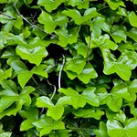 Green trunk-Explored