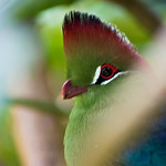 Fischer's Turaco - 3388
